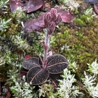 Anoectochilus regalis Blume